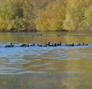 Balade naturaliste :