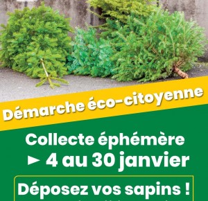 Collecte éphémère des sapins