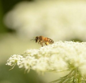 Balade naturaliste : incroyables pollinisateurs !
